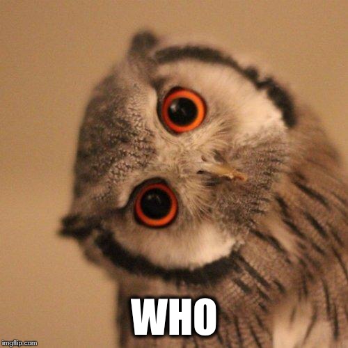inquisitve owl | WHO | image tagged in inquisitve owl | made w/ Imgflip meme maker