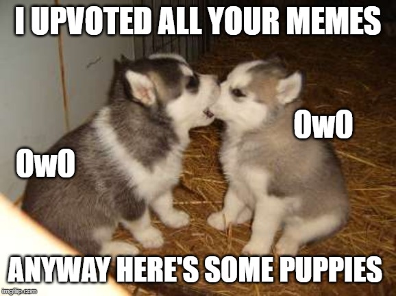 Cute Puppies Meme | I UPVOTED ALL YOUR MEMES ANYWAY HERE'S SOME PUPPIES 0w0 0w0 | image tagged in memes,cute puppies | made w/ Imgflip meme maker