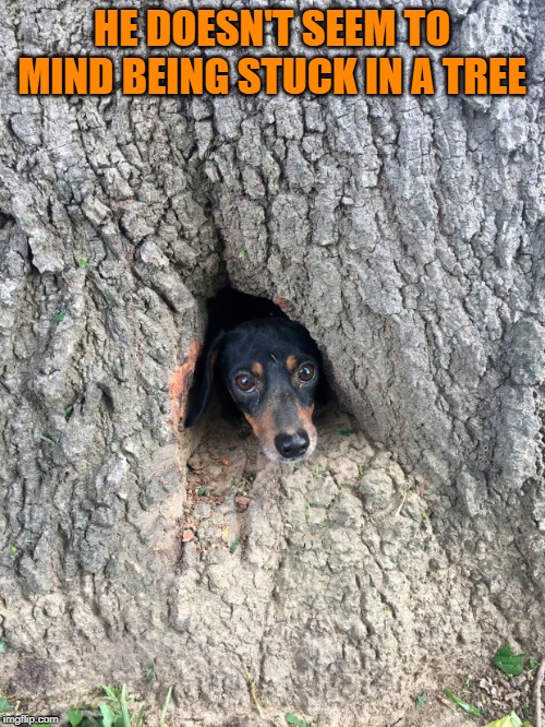 HE DOESN'T SEEM TO MIND BEING STUCK IN A TREE | made w/ Imgflip meme maker