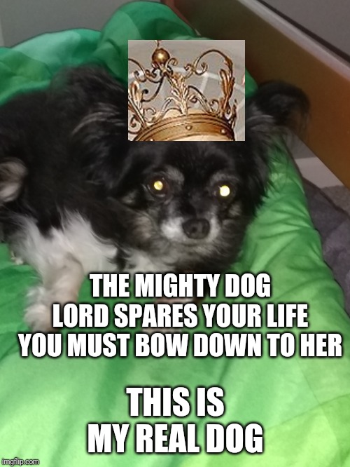 The dog lord | THE MIGHTY DOG LORD SPARES YOUR LIFE YOU MUST BOW DOWN TO HER; THIS IS MY REAL DOG | image tagged in bingley the dog | made w/ Imgflip meme maker