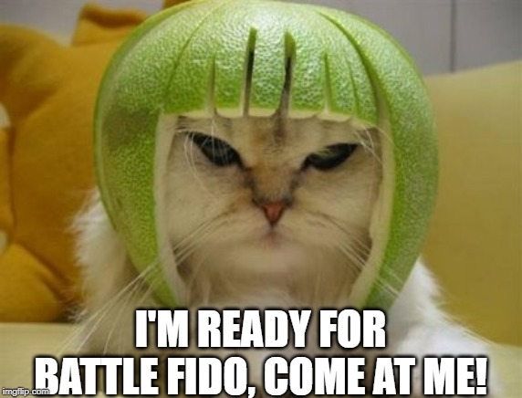 Cat Battle | I'M READY FOR BATTLE FIDO, COME AT ME! | image tagged in funny cats | made w/ Imgflip meme maker