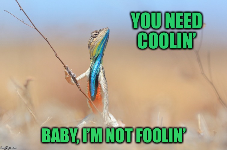 Lizard | YOU NEED COOLIN’; BABY, I’M NOT FOOLIN’ | image tagged in lizard | made w/ Imgflip meme maker
