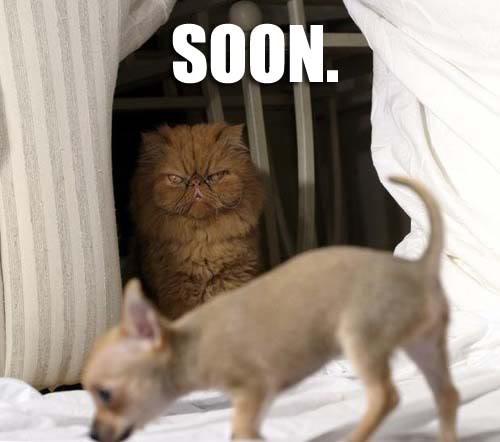 image tagged in funny,cats,dogs,soon
