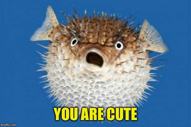 Puffer Fish | YOU ARE CUTE | image tagged in puffer fish | made w/ Imgflip meme maker