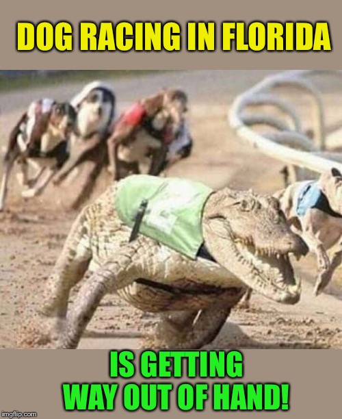 Last one over the finish line gets eaten! | DOG RACING IN FLORIDA; IS GETTING WAY OUT OF HAND! | image tagged in dog,racing,alligator,florida,funny memes | made w/ Imgflip meme maker