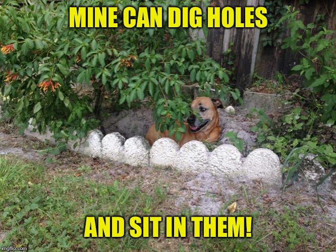 MINE CAN DIG HOLES AND SIT IN THEM! | made w/ Imgflip meme maker