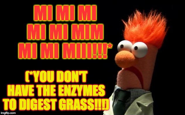 Beaker shocked face | MI MI MI MI MI MIM MI MI MIII!!!* (*YOU DON'T HAVE THE ENZYMES TO DIGEST GRASS!!!) | image tagged in beaker shocked face | made w/ Imgflip meme maker