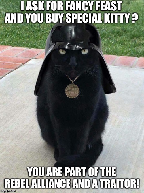 Dark cat | I ASK FOR FANCY FEAST AND YOU BUY SPECIAL KITTY ? YOU ARE PART OF THE REBEL ALLIANCE AND A TRAITOR! | image tagged in dark cat | made w/ Imgflip meme maker