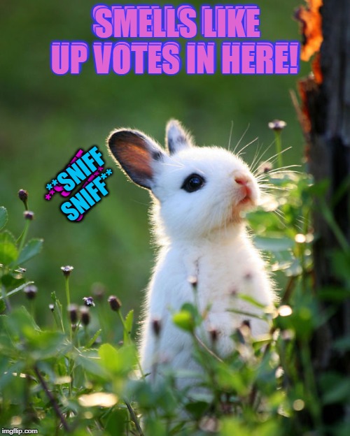 Look at the sweet little bunny! | SMELLS LIKE UP VOTES IN HERE! SMELLS LIKE UP VOTES IN HERE! **SNIFF SNIFF**; **SNIFF SNIFF** | image tagged in nixieknox,memes,cute bunny,up votes | made w/ Imgflip meme maker