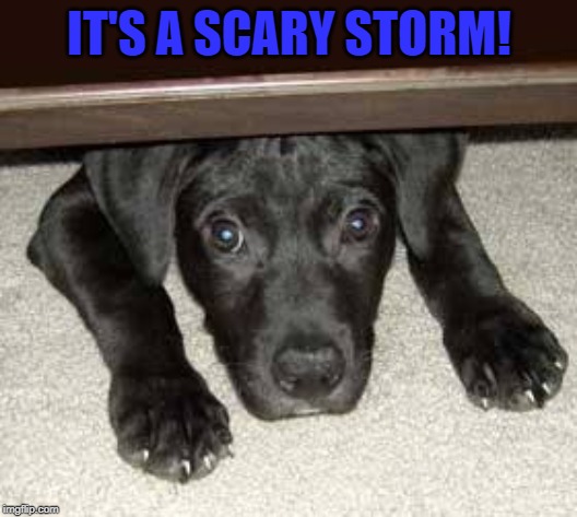 Scared dog | IT'S A SCARY STORM! | image tagged in scared dog | made w/ Imgflip meme maker