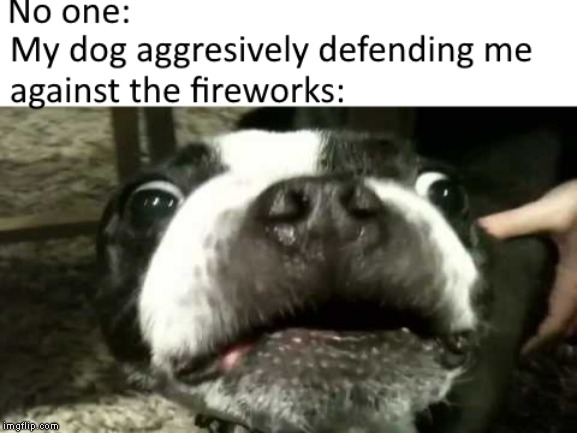 4th of July Doggo | image tagged in 4th of july,dog,firework,us,usa,america | made w/ Imgflip meme maker