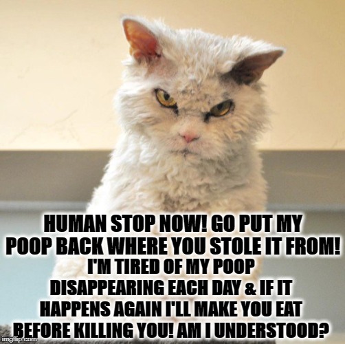 STOP POOP THEFT | HUMAN STOP NOW! GO PUT MY POOP BACK WHERE YOU STOLE IT FROM! I'M TIRED OF MY POOP DISAPPEARING EACH DAY & IF IT HAPPENS AGAIN I'LL MAKE YOU EAT BEFORE KILLING YOU! AM I UNDERSTOOD? | image tagged in stop poop theft | made w/ Imgflip meme maker