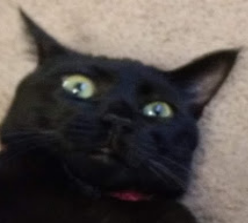 Disgusted Cat Blank Meme Template