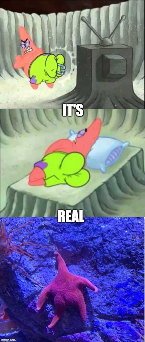 IT'S; REAL | image tagged in funny,spongebob,its real | made w/ Imgflip meme maker
