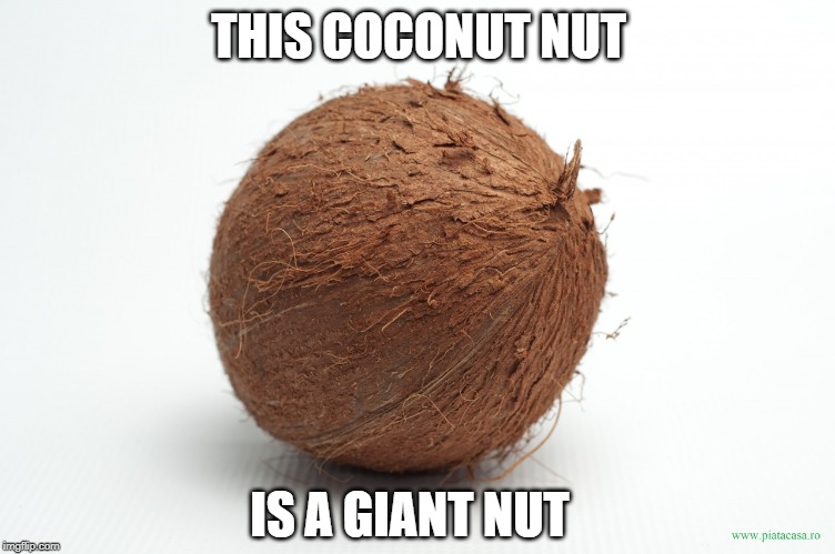 coconut | THIS COCONUT NUT; IS A GIANT NUT | image tagged in coconut | made w/ Imgflip meme maker