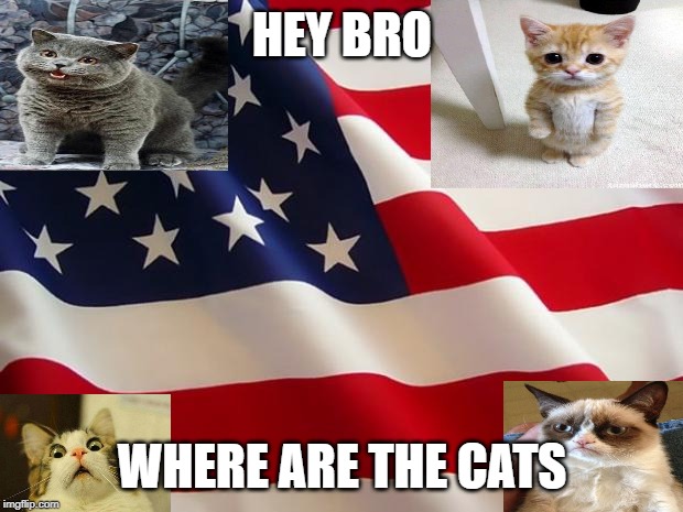 American flag | HEY BRO WHERE ARE THE CATS | image tagged in american flag | made w/ Imgflip meme maker