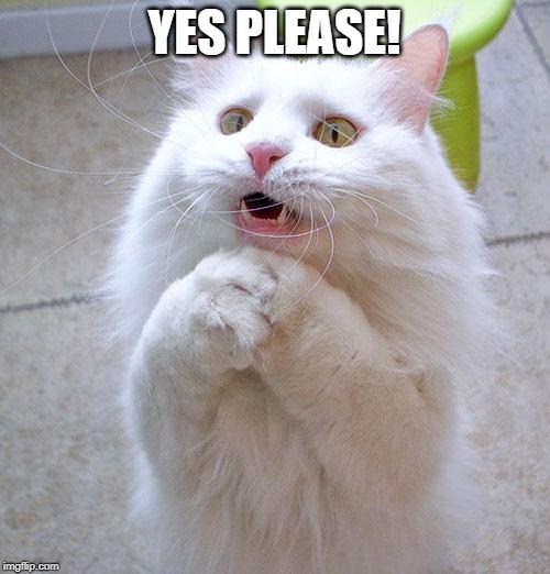 Begging Cat | YES PLEASE! | image tagged in begging cat | made w/ Imgflip meme maker