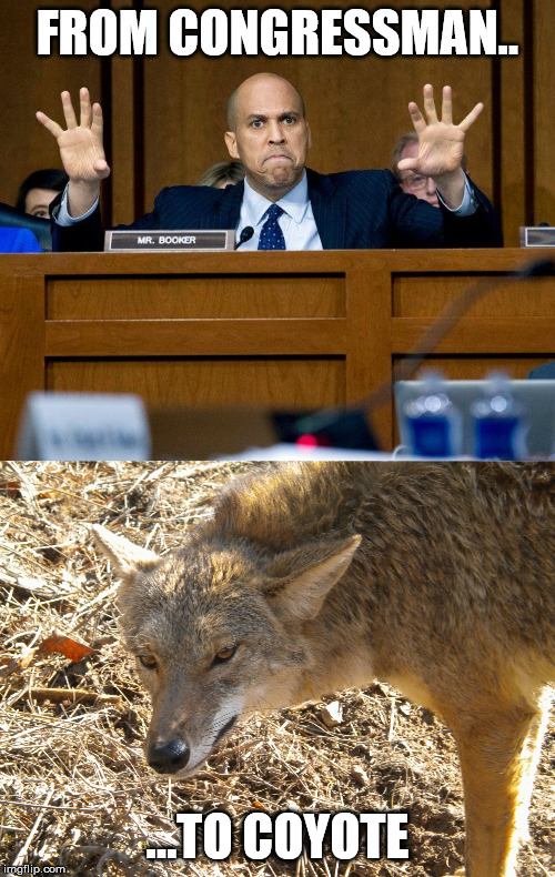 FROM CONGRESSMAN.. ...TO COYOTE | image tagged in coyote,cory booker | made w/ Imgflip meme maker