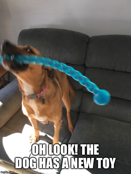 I swear honey! I bought it at the pet store! | OH LOOK! THE DOG HAS A NEW TOY | made w/ Imgflip meme maker