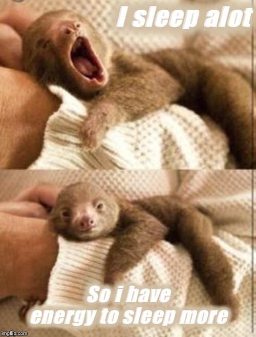 Sleepy Sloth | I sleep alot; So i have energy to sleep more | image tagged in funny,sloth,sleep,sleeping | made w/ Imgflip meme maker