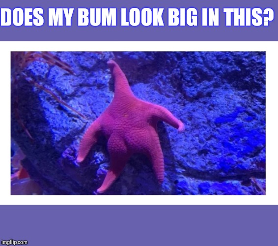 Big question! | DOES MY BUM LOOK BIG IN THIS? | image tagged in funny starfish,funny does my bum look big in this | made w/ Imgflip meme maker