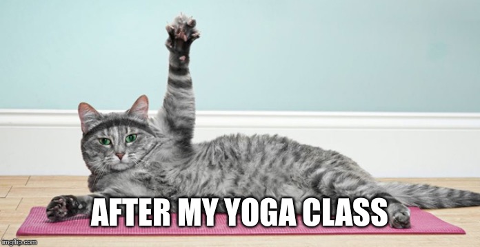 Cat Working Out | AFTER MY YOGA CLASS | image tagged in cat working out | made w/ Imgflip meme maker