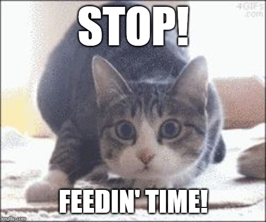 CATT | STOP! FEEDIN' TIME! | image tagged in catt | made w/ Imgflip meme maker