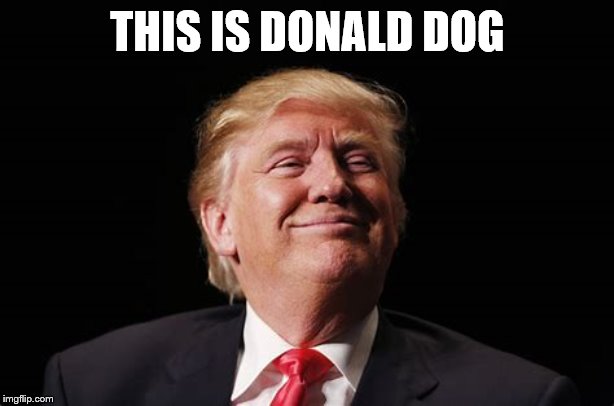 Donald Dog | THIS IS DONALD DOG | image tagged in funny memes,memes | made w/ Imgflip meme maker