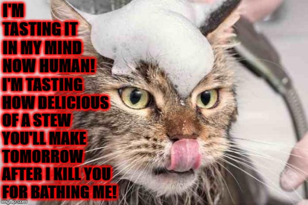 I'M TASTING | I'M TASTING IT IN MY MIND NOW HUMAN! I'M TASTING HOW DELICIOUS OF A STEW YOU'LL MAKE TOMORROW AFTER I KILL YOU FOR BATHING ME! | image tagged in i'm tasting | made w/ Imgflip meme maker