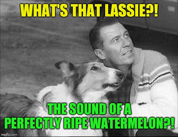What's that Lassie? | WHAT'S THAT LASSIE?! THE SOUND OF A PERFECTLY RIPE WATERMELON?! | image tagged in what's that lassie | made w/ Imgflip meme maker