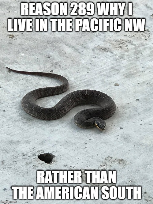 Reasons not to live in the South | REASON 289 WHY I LIVE IN THE PACIFIC NW; RATHER THAN THE AMERICAN SOUTH | image tagged in cottonmouth,viper,snake,water moccasin,south,pacific nw | made w/ Imgflip meme maker
