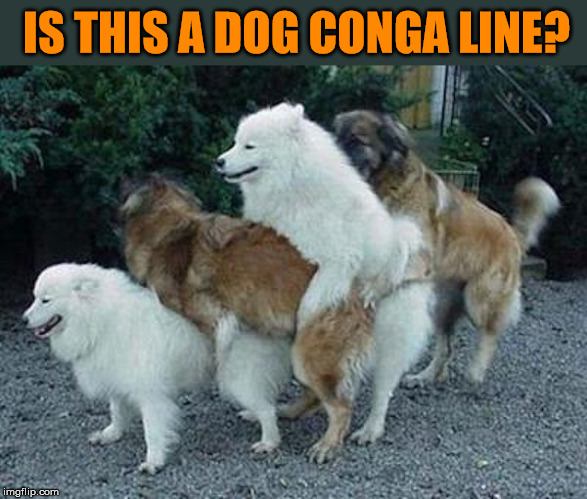 I didn't know dogs could conga | IS THIS A DOG CONGA LINE? | image tagged in dancing,dogs | made w/ Imgflip meme maker