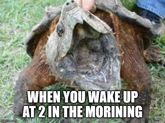 WHEN YOU WAKE UP AT 2 IN THE MORINING | image tagged in turtle | made w/ Imgflip meme maker