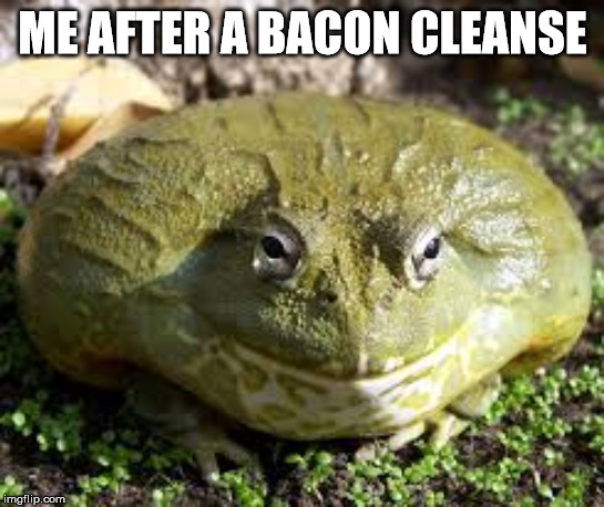 ME AFTER A BACON CLEANSE | image tagged in frog | made w/ Imgflip meme maker