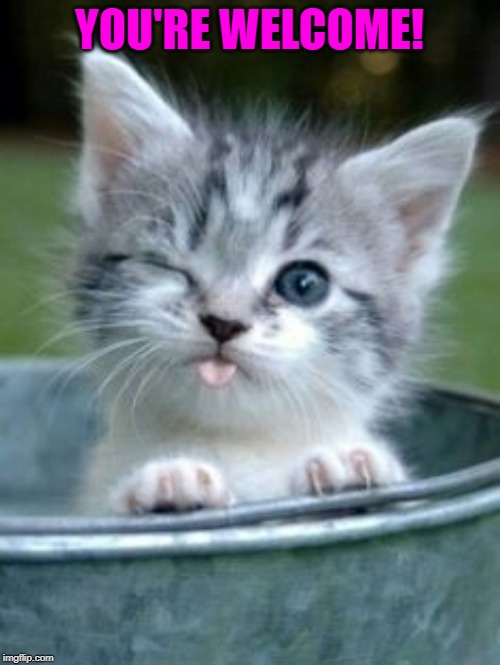 Sweet Baby Kitten  | YOU'RE WELCOME! | image tagged in sweet baby kitten | made w/ Imgflip meme maker