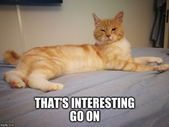 THAT'S INTERESTING
GO ON | image tagged in cat,skeptical | made w/ Imgflip meme maker