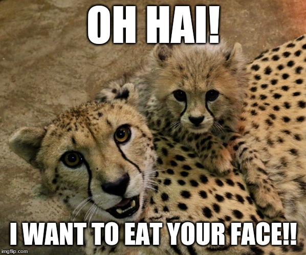 Oh Hai CheetAAAAAAAAH!! | OH HAI! I WANT TO EAT YOUR FACE!! | image tagged in oh hai cheetaaaaaaaah | made w/ Imgflip meme maker