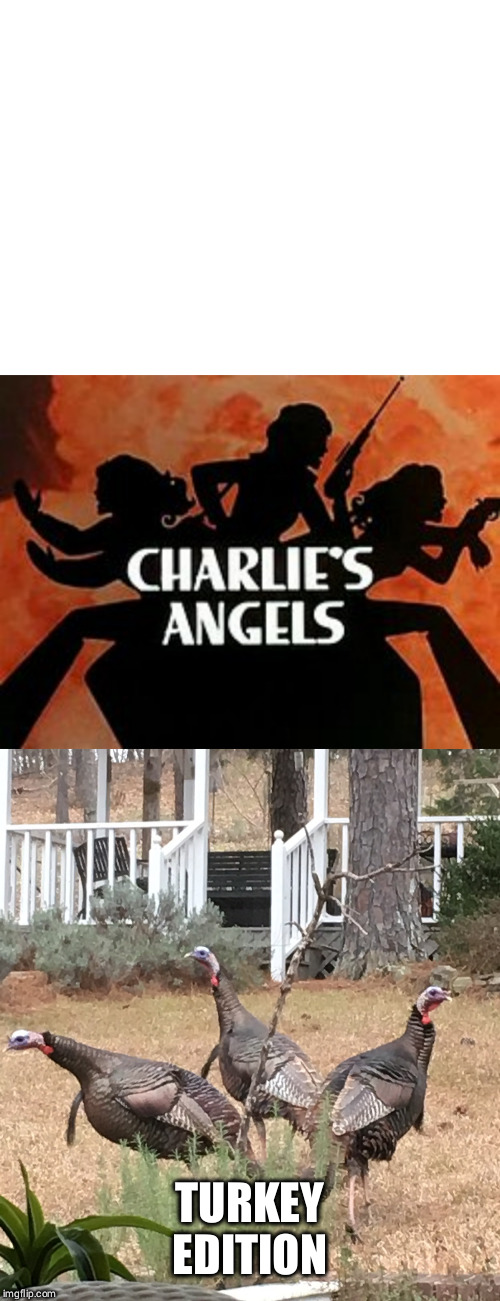 Charlie's Angels: Turkey Edition | TURKEY EDITION | image tagged in blank white template,funny memes,2019 | made w/ Imgflip meme maker