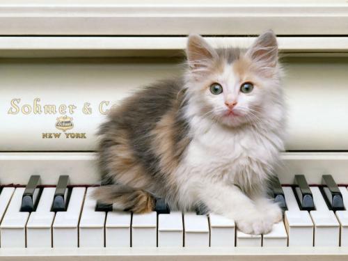 image tagged in animals,cats