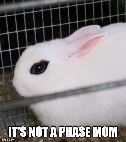 Gothic bunny | IT'S NOT A PHASE MOM | image tagged in bunny,goth | made w/ Imgflip meme maker