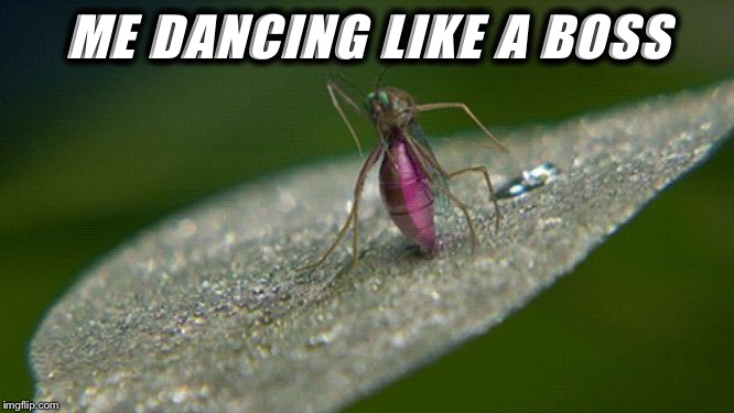 dancing bug gets yeeted | ME DANCING LIKE A BOSS | image tagged in dancing bug gets yeeted | made w/ Imgflip meme maker