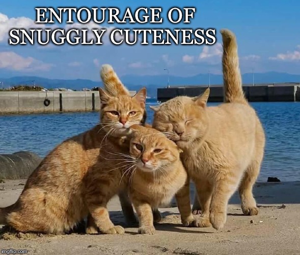 Here They Come | ENTOURAGE OF SNUGGLY CUTENESS | image tagged in cats,entourage,snuggly,cuteness,nuzzle | made w/ Imgflip meme maker