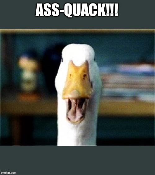 Aflac Duck | ASS-QUACK!!! | image tagged in aflac duck | made w/ Imgflip meme maker