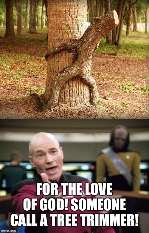 Strange trees | FOR THE LOVE OF GOD! SOMEONE CALL A TREE TRIMMER! | image tagged in piccard,jean luc picard,for the love of god | made w/ Imgflip meme maker