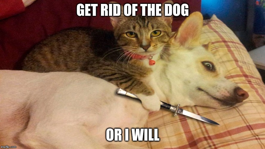 evil kitty cat | GET RID OF THE DOG; OR I WILL | image tagged in memes | made w/ Imgflip meme maker