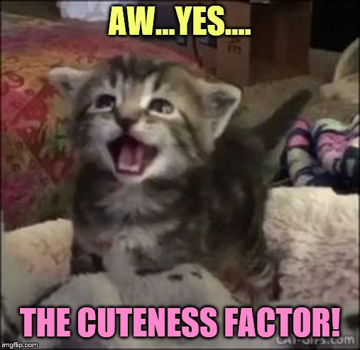 AW...YES.... THE CUTENESS FACTOR! | made w/ Imgflip meme maker