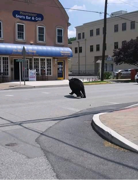 Why did the bear cross the road? Blank Meme Template