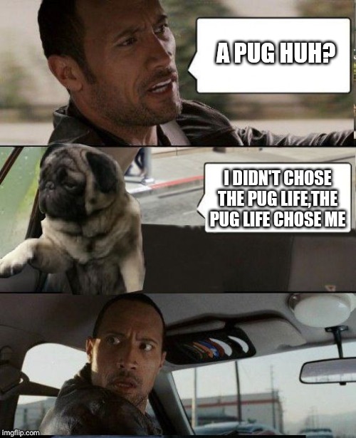 Rock driving Pug | A PUG HUH? I DIDN'T CHOSE THE PUG LIFE,THE PUG LIFE CHOSE ME | image tagged in rock driving pug | made w/ Imgflip meme maker