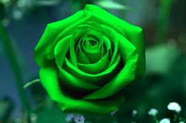 Green rose Blank Meme Template