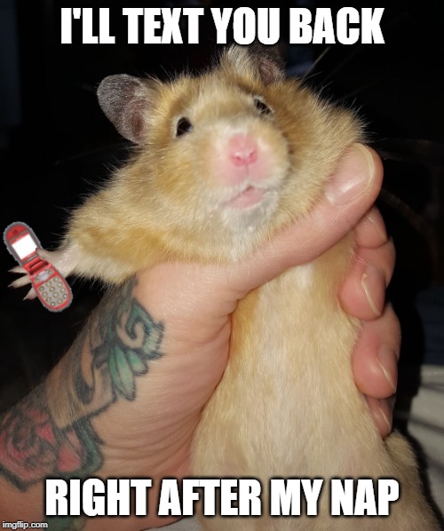 Hamster with cell phone | I'LL TEXT YOU BACK; RIGHT AFTER MY NAP | image tagged in hamster with cell phone | made w/ Imgflip meme maker
